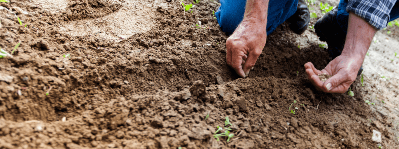 house plant seeds