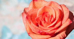 Newsletter: September 2025