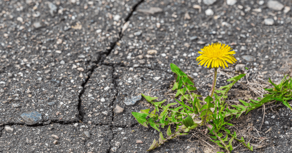 Newsletter: July 2026